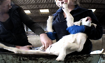 goats-kid-castration